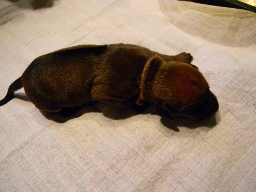 Báry štěňata-1týden 010