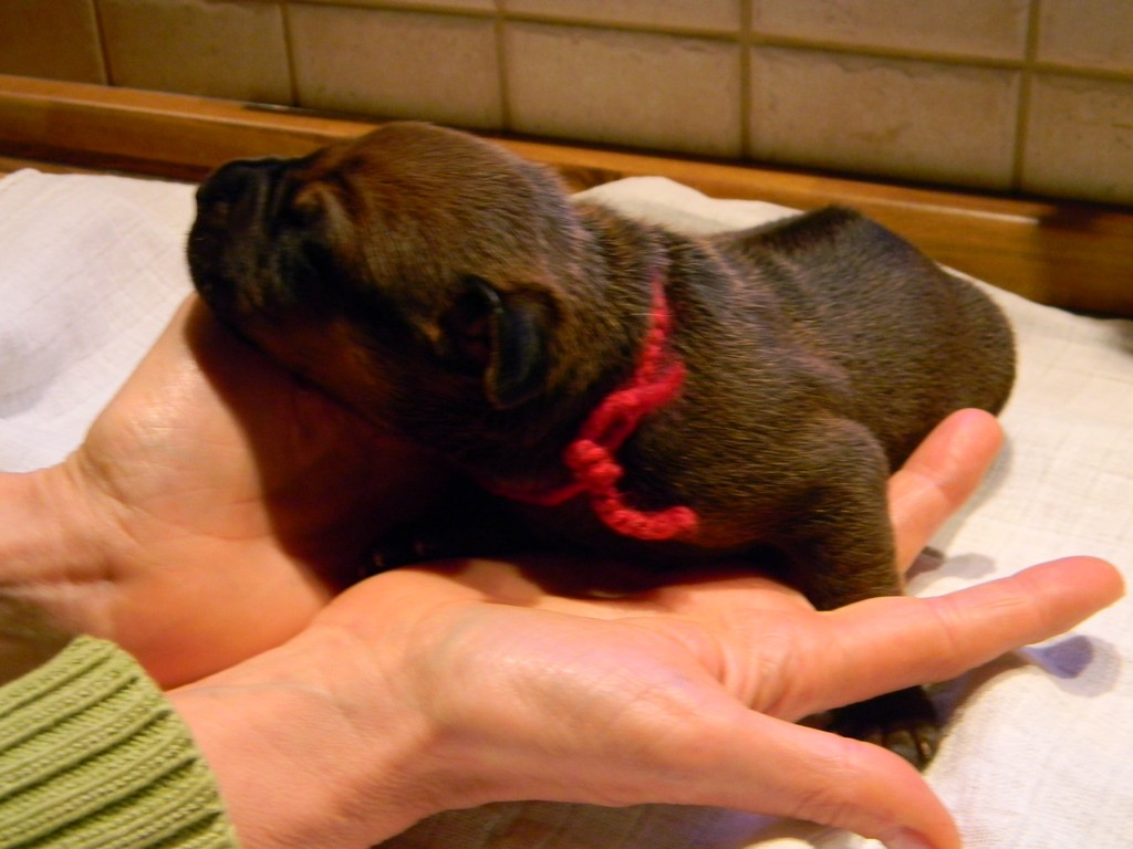 Báry štěňata-1týden 001