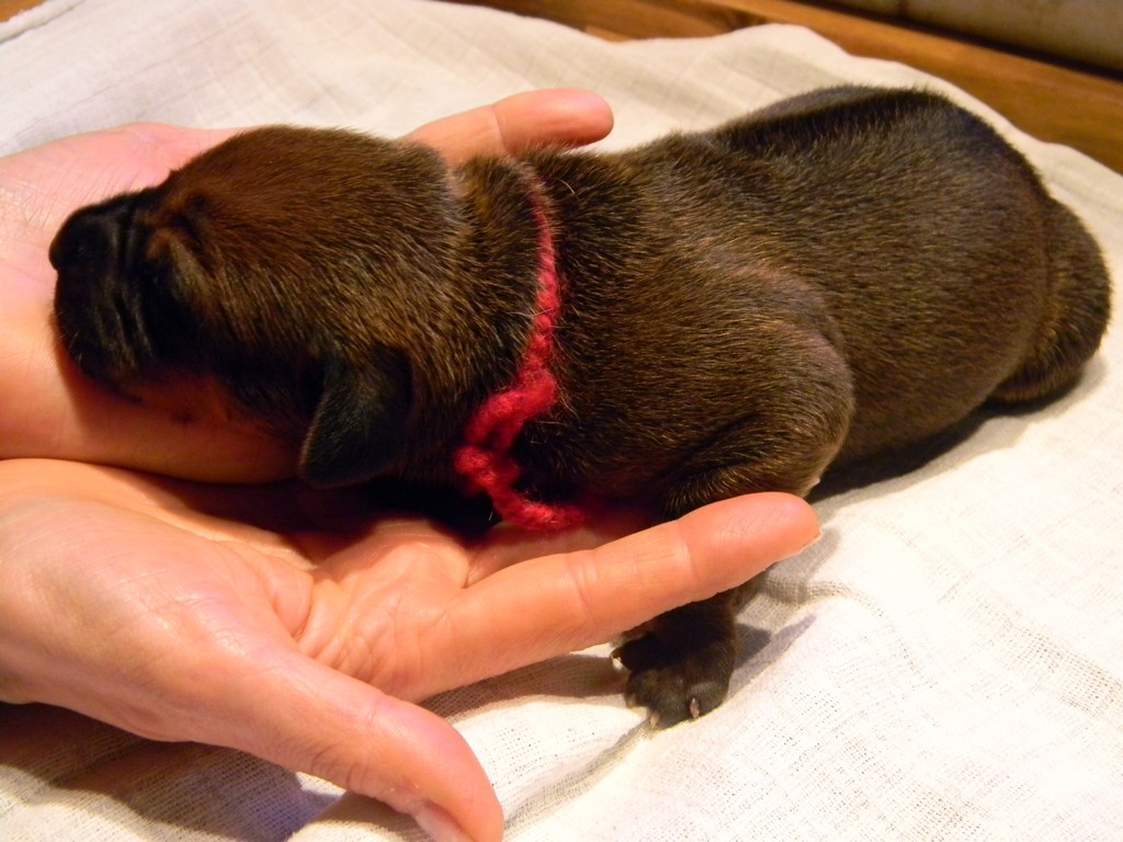 Báry štěňata-1týden 002