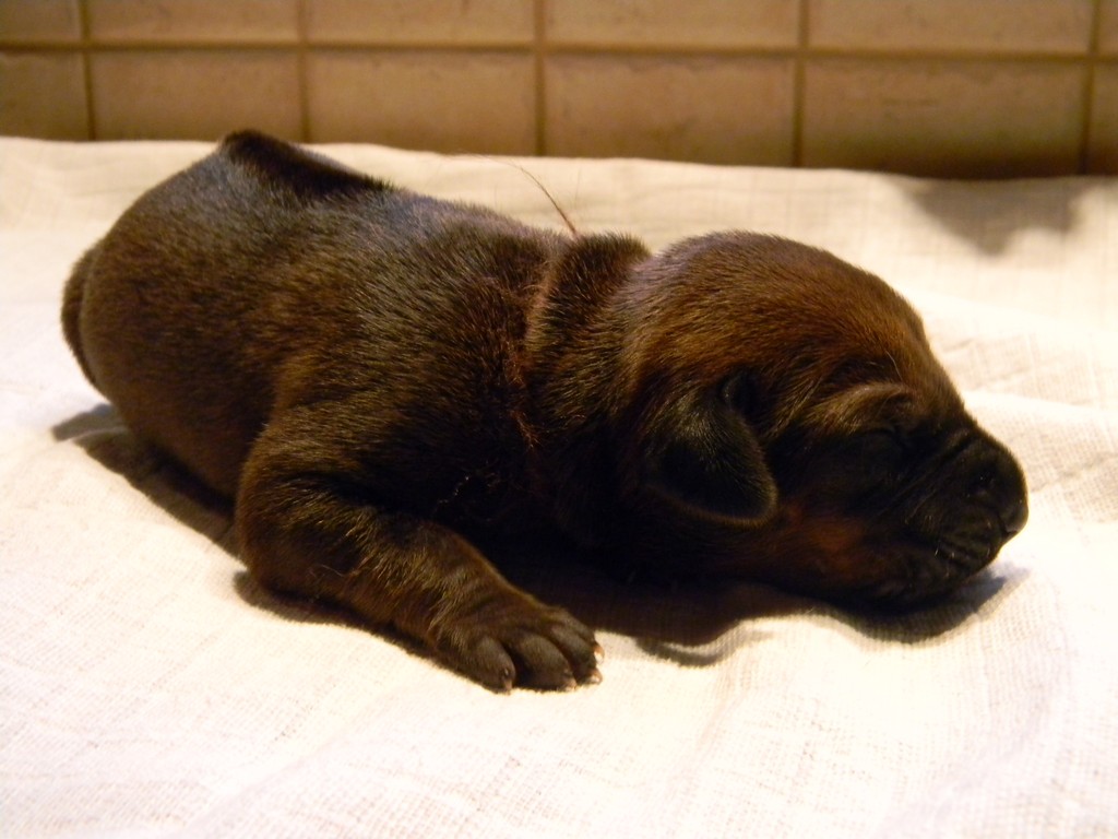 Báry štěňata-1týden 003