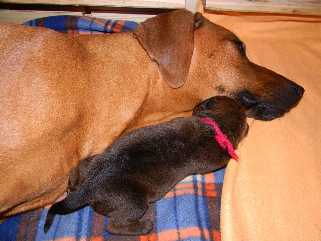 Báry štěňata--1týden 005