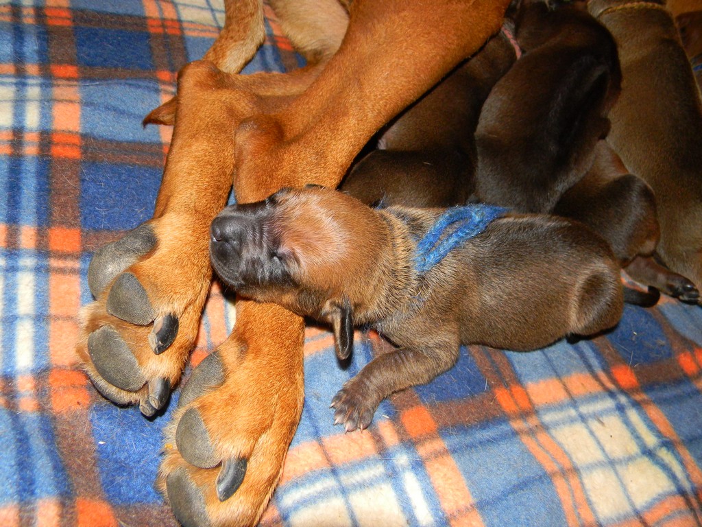 Báry štěňata--1týden 010