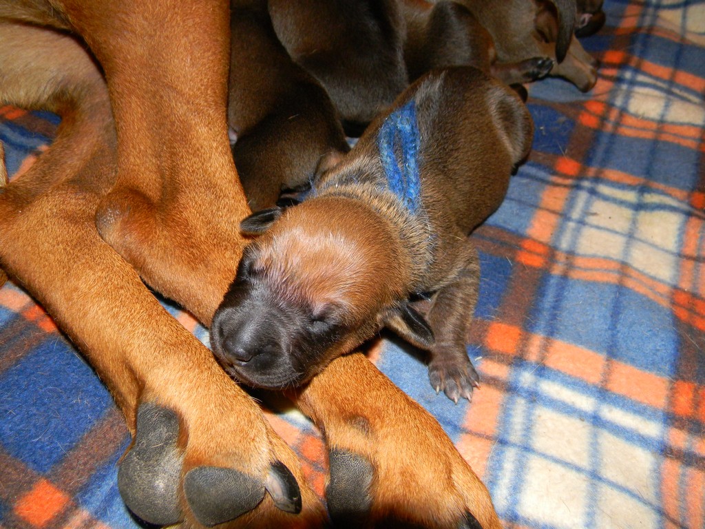 Báry štěňata--1týden 011