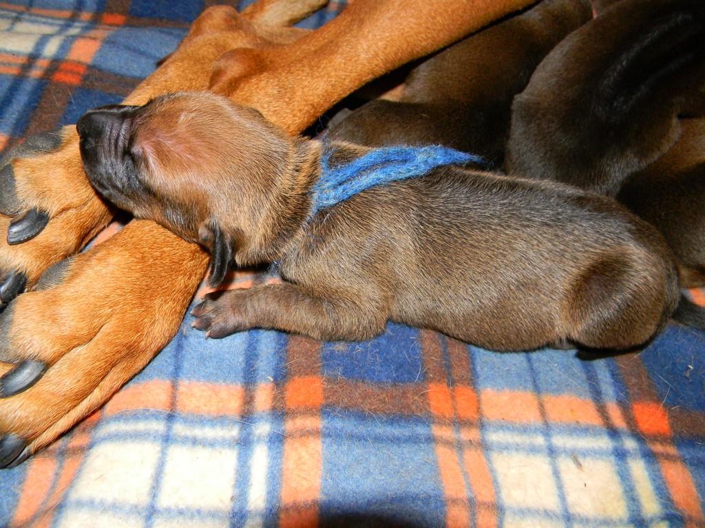 Báry štěňata--1týden 012