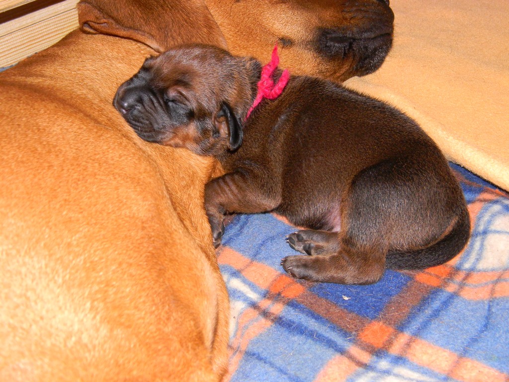 Báry štěňata--1týden 013