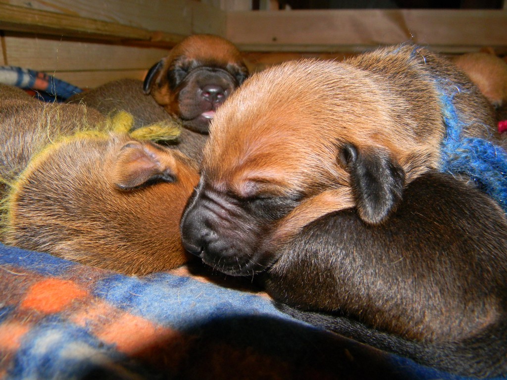 Báry štěňata--1týden 019