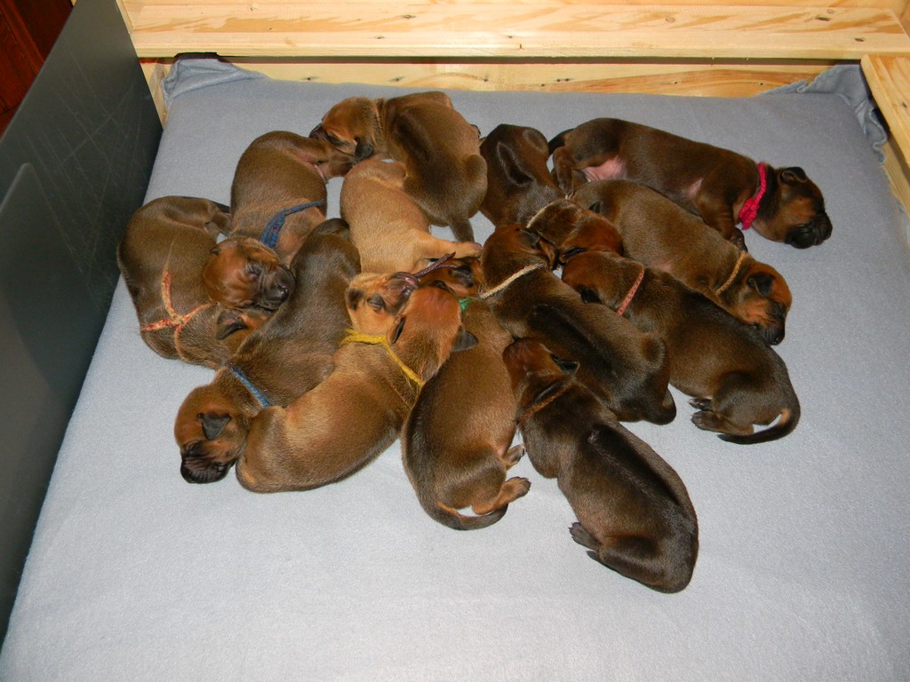 Báry štěňata--1týden 022
