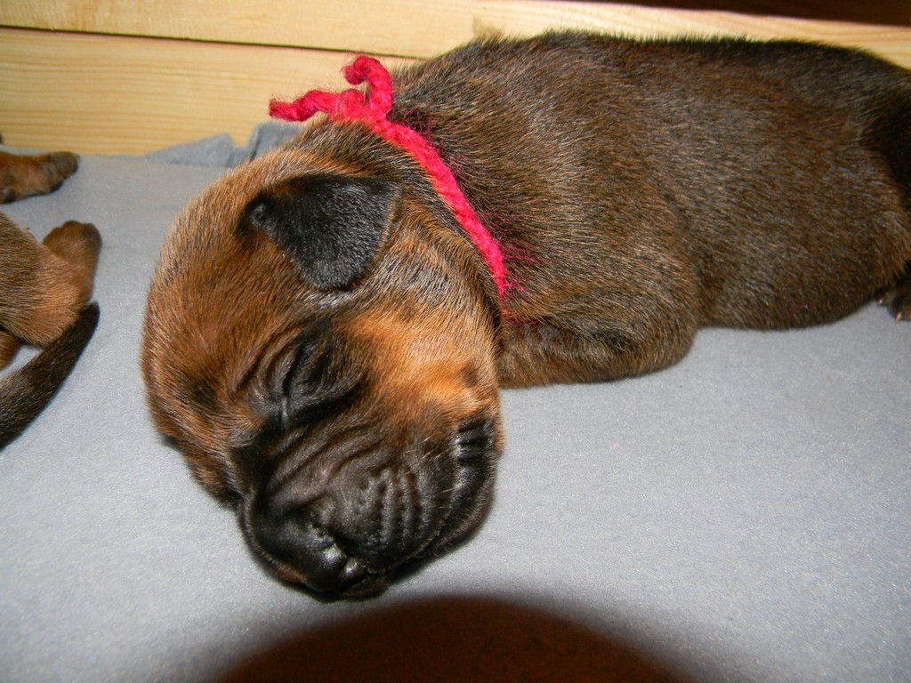 Báry štěňata--1týden 027