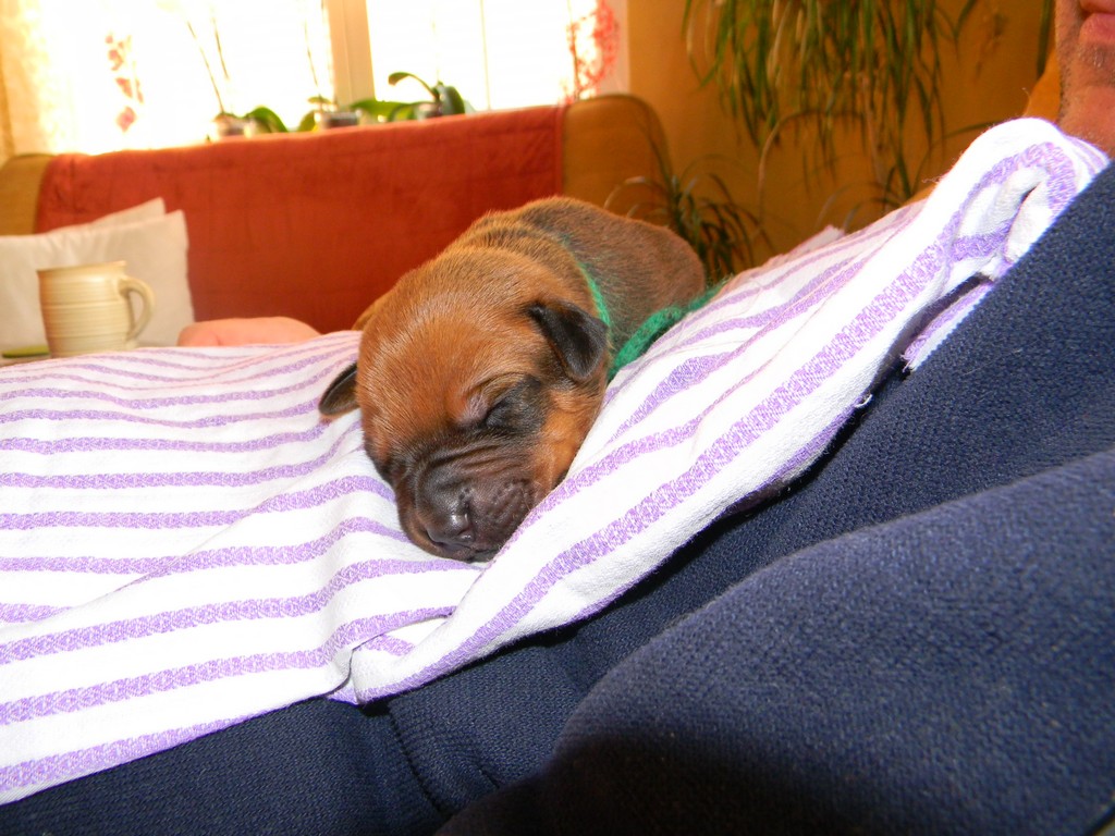 Báry štěňata--1týden 033