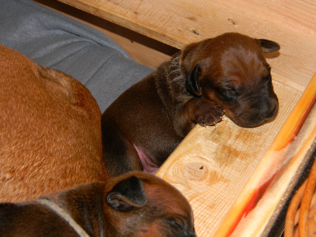 Báry štěňata--1týden 034