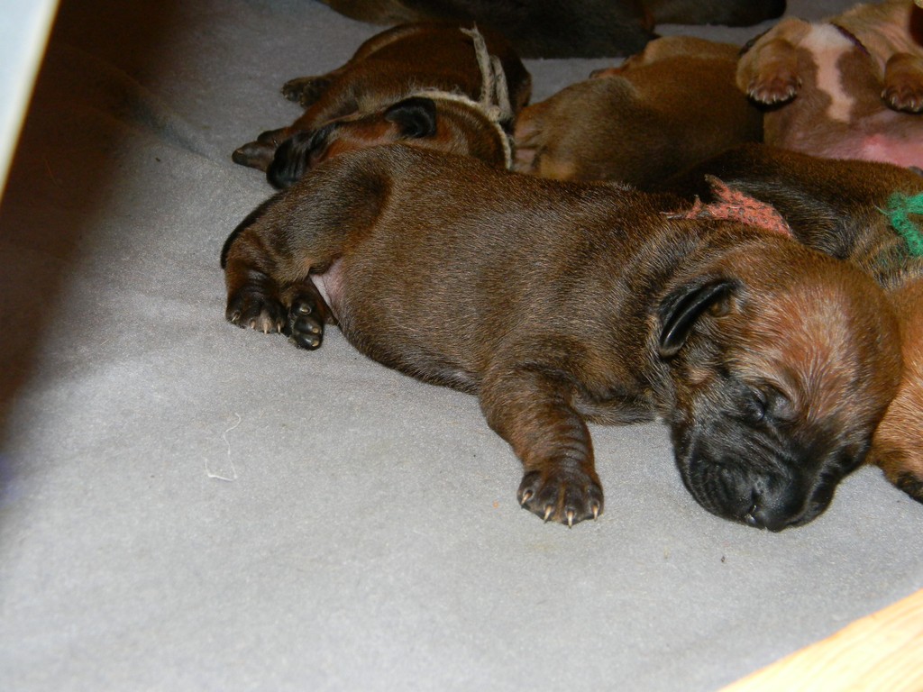 Báry štěňata--1týden 039