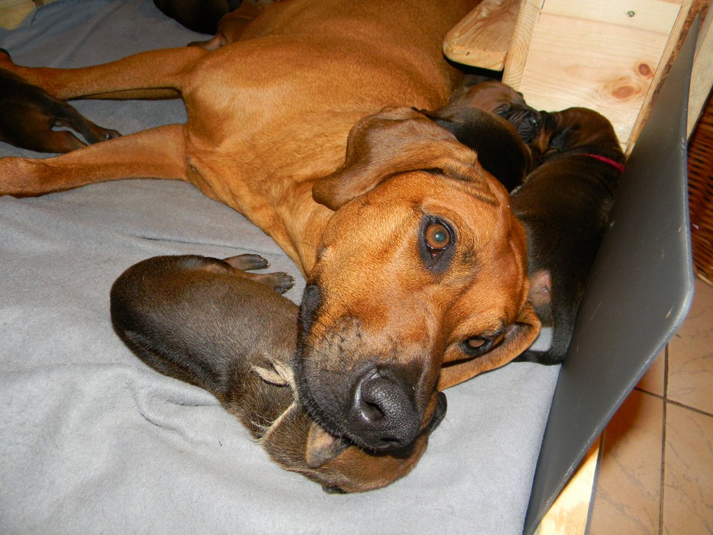 Báry štěňata--1týden 041