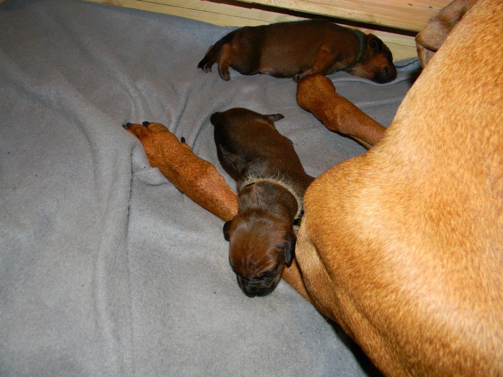 Báry štěňata--1týden 044