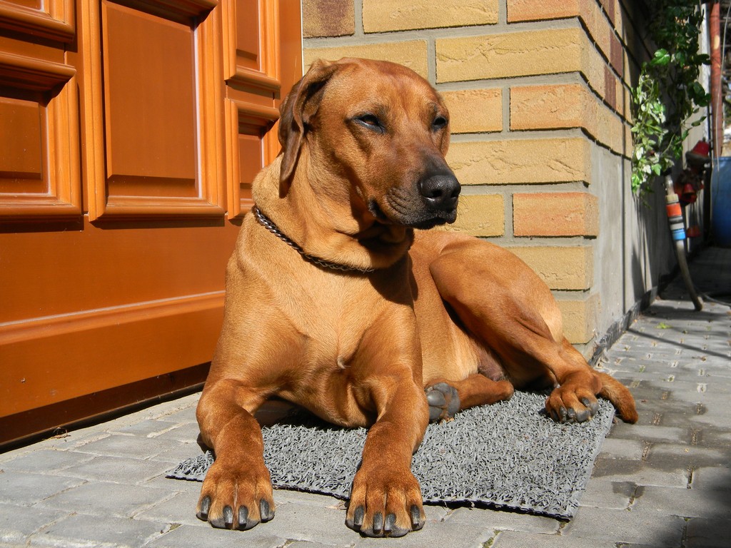 sněhové zábrany 029