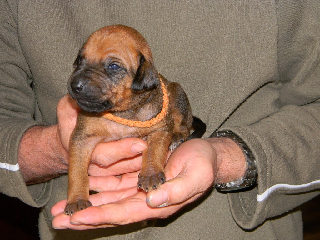 oranžová 034