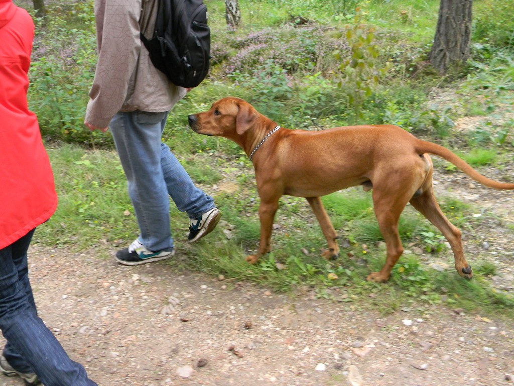 Ženich 007