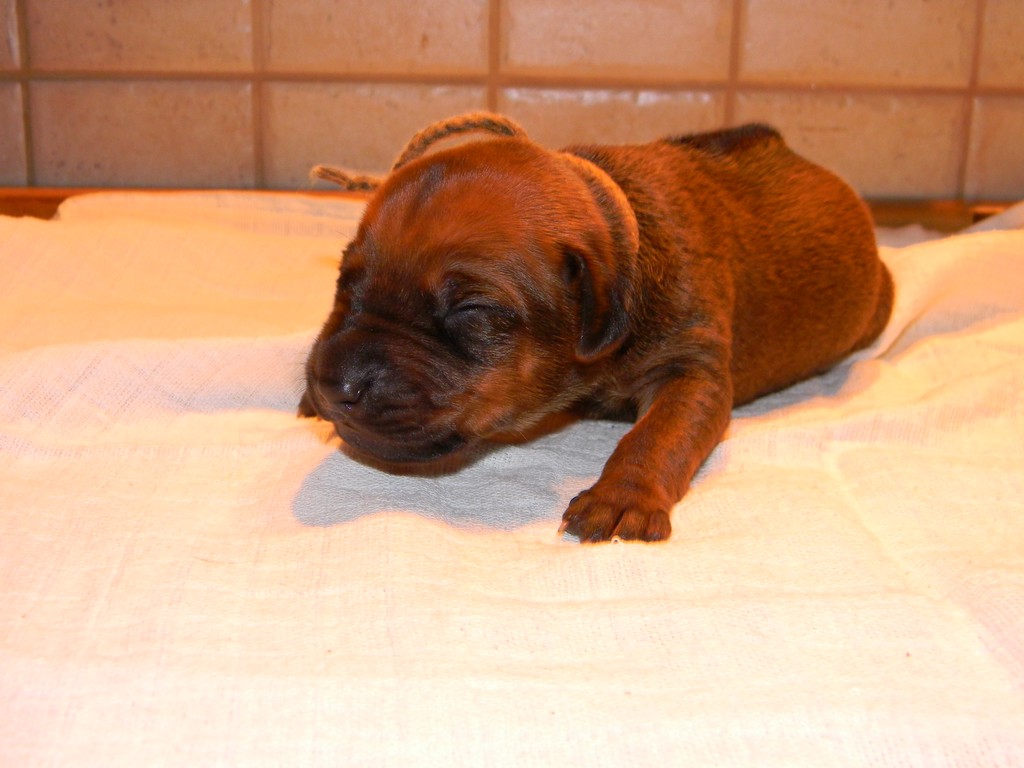 Báry štěňata-1týden 015