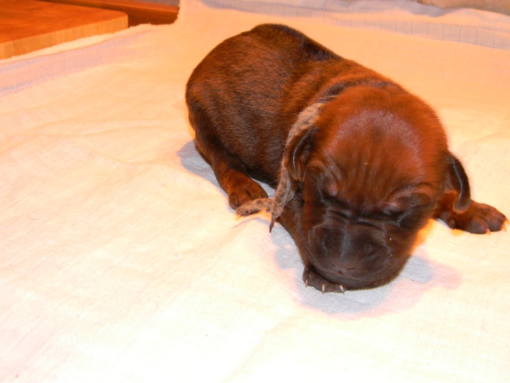 Báry štěňata-1týden 016