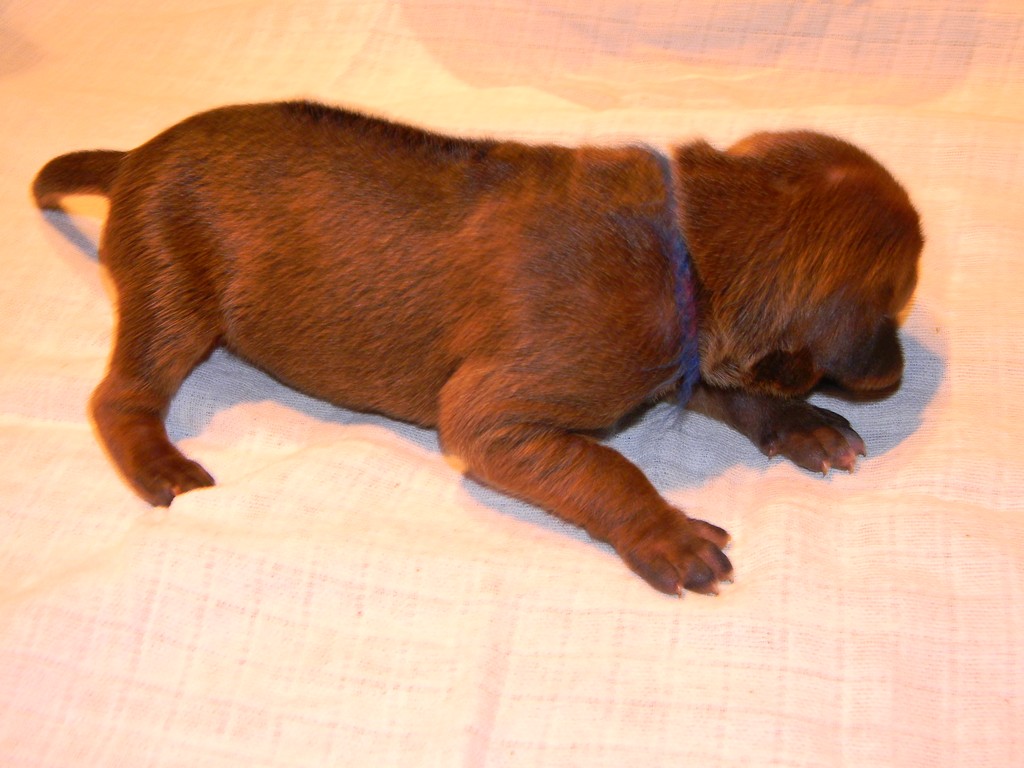 Báry štěňata-1týden 017