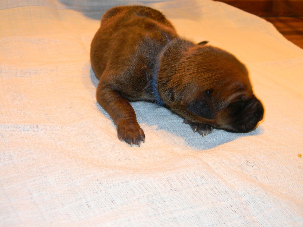 Báry štěňata-1týden 019