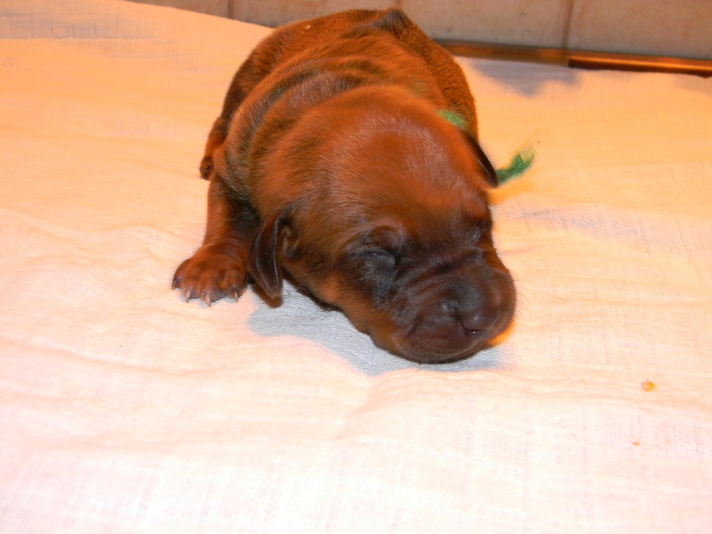 Báry štěňata-1týden 022