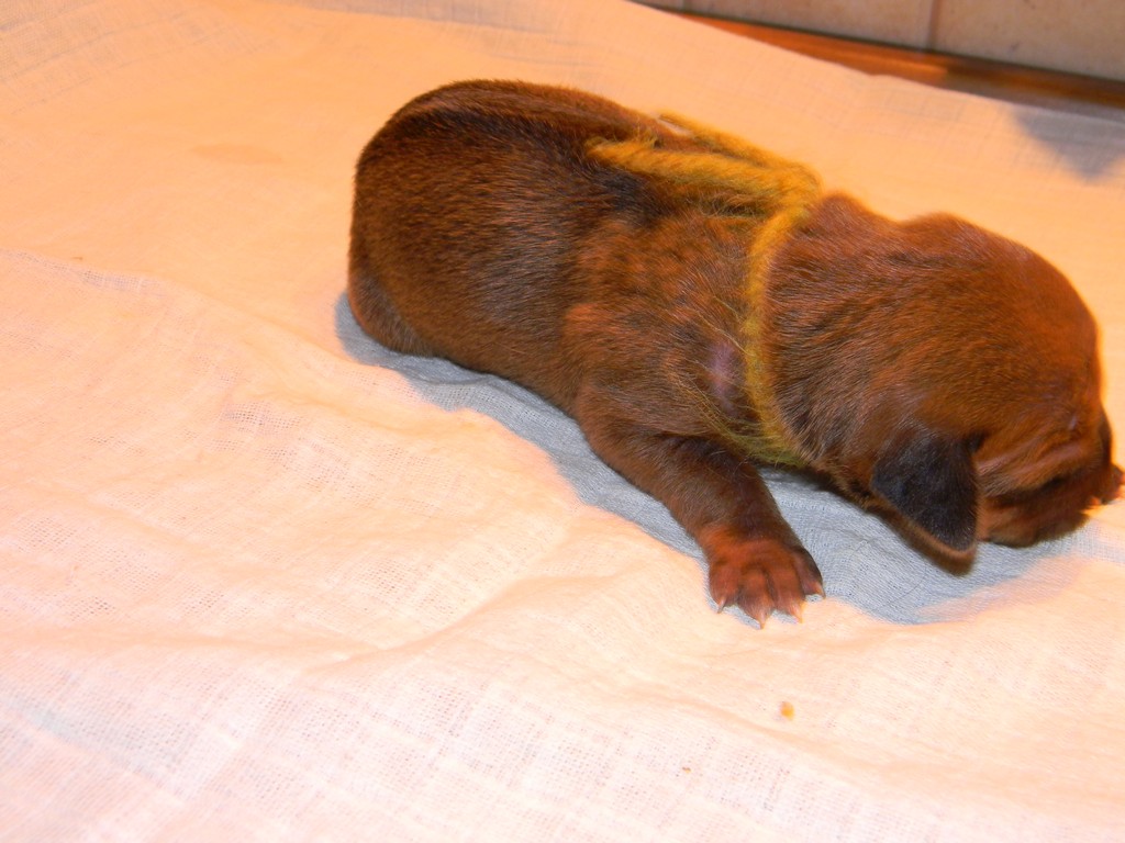 Báry štěňata-1týden 023