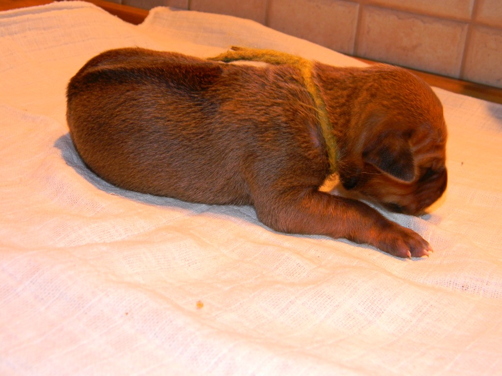 Báry štěňata-1týden 024