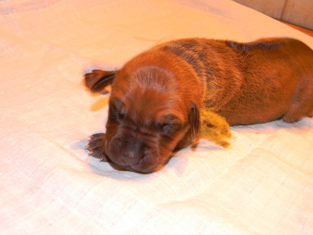 Báry štěňata-1týden 025