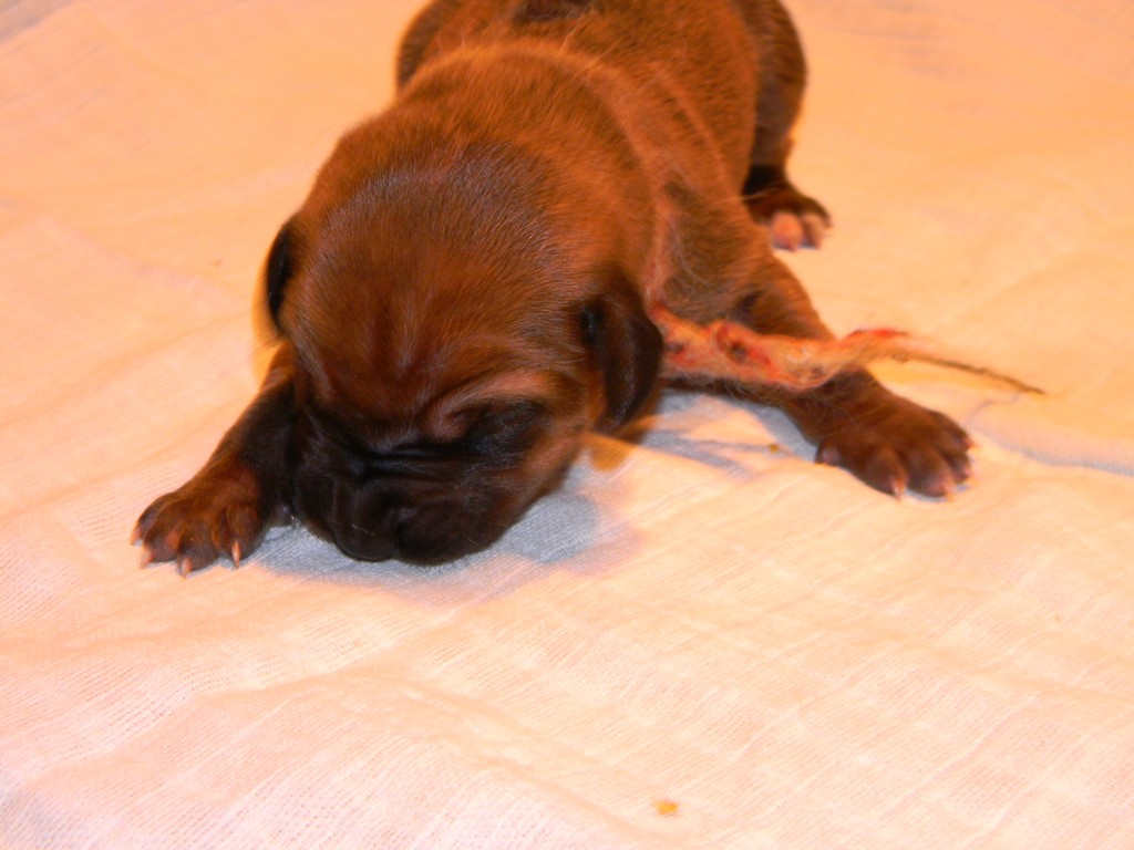 Báry štěňata-1týden 026