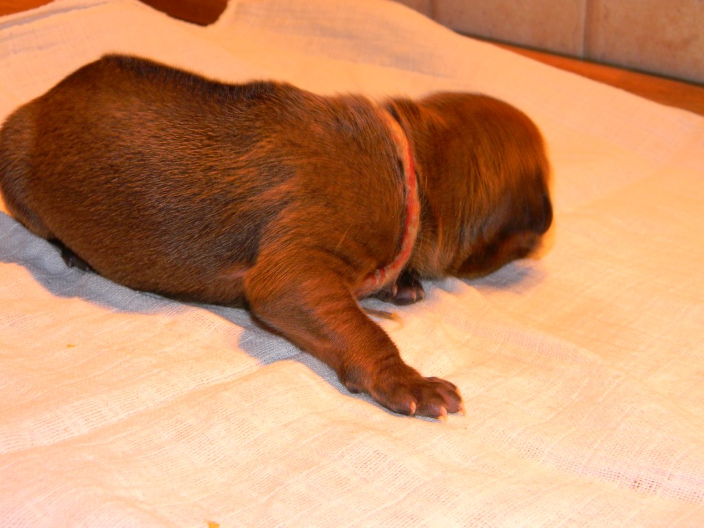 Báry štěňata-1týden 027