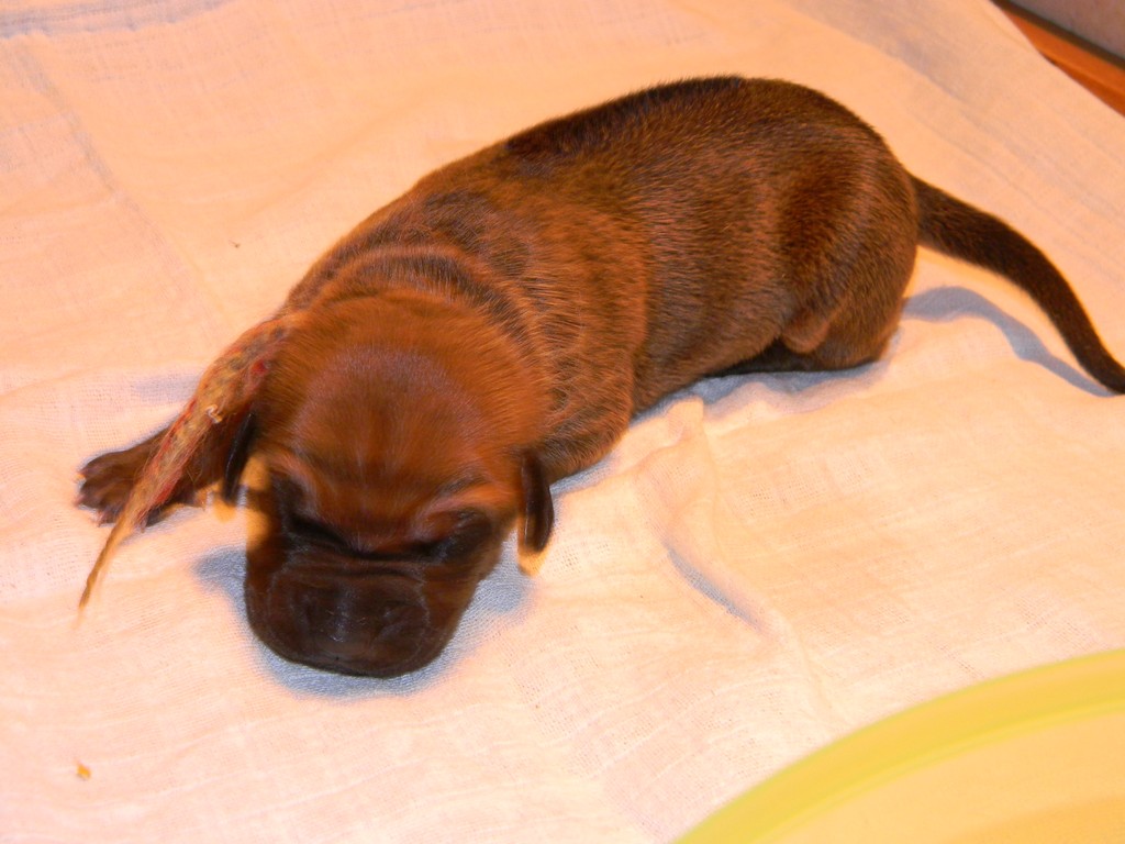 Báry štěňata-1týden 028