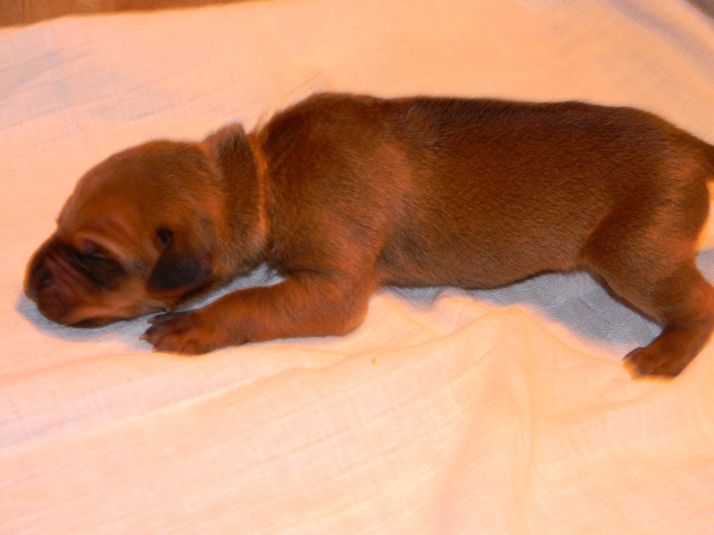 Báry štěňata-1týden 029