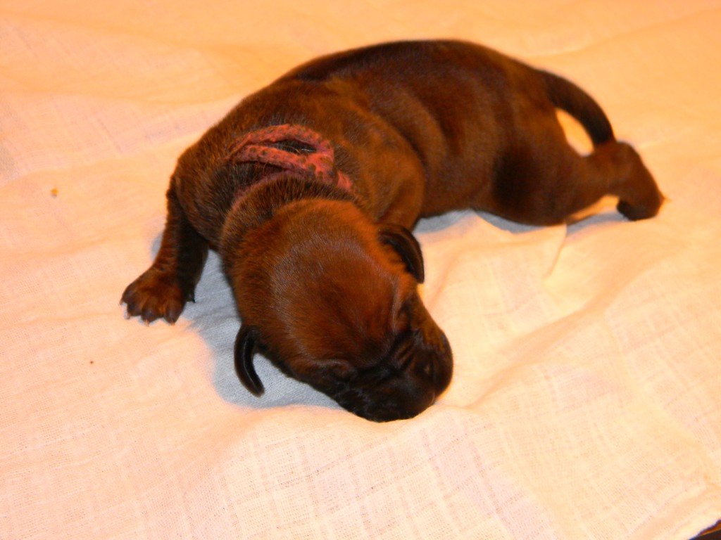 Báry štěňata-1týden 030